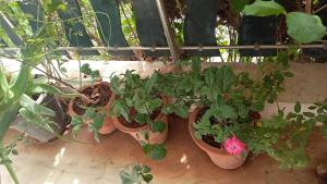 a group of potted plants sitting on a wall at Raina's Home in Bhuj +4 photos