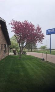 a tree in the grass next to a street at Americas Best Value Inn Onawa in Onawa