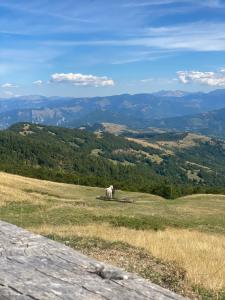 a horse standing on top of a grassy hill at Vikendica strane in Mateševo