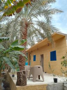 a palm tree in front of a house at Soliman House Siwa in Siwa