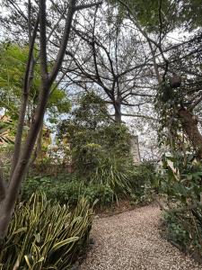 a garden with plants and trees and a pathway at El Bungalow de Juana in Tepoztlán