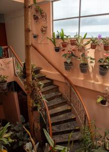 a staircase with lots of potted plants on it at Casa Qory in Cajamarca