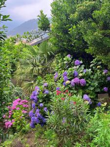 a garden filled with purple and pink flowers at Il Sogno in Como