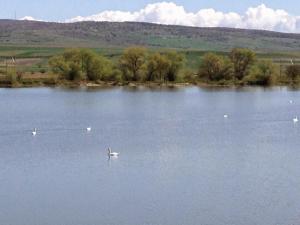 a flock of swans swimming in a large lake at Hanul Rotbav in Rotbav +16 photos