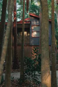 a house in the middle of a forest of palm trees at Amore On Buderim Rainforest Cabins in Buderim