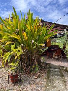 a group of plants in front of a house at Cabinas Cable Talamanca in Puerto Viejo +1 photo