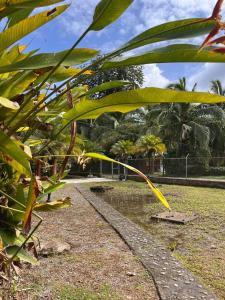 a leafy plant with a pathway in a park at Cabinas Cable Talamanca in Puerto Viejo