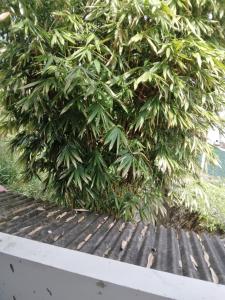 a large green bush sitting on top of a wooden deck at New Holiday Bungalow in Diyatalawa