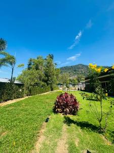 a pile of plants sitting on the grass at Blue Mountain Kamala Phuket in Kamala Beach