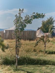 two small trees in a field with a fence at Tomnauld Farm in Pitlochry