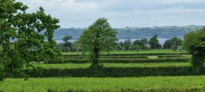 a field with a tree in the middle of it at Cosy Cabin - Near Belfast International Airport in Aldergrove