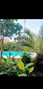 a garden with green plants and a swimming pool at Portal de maria in Imbituba