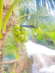 a bunch of green bananas hanging from a palm tree at Homestay Vườn Dừa in Ấp Nhứt (1)