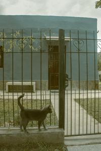 a cat walking past a fence in front of a building at Ave del Paraíso in Colón