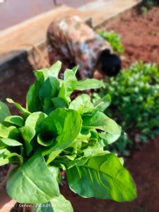 a group of green plants in a garden at Sukhad Home Stay in Gimvi +4 photos
