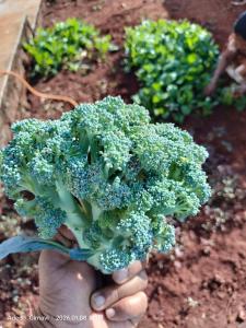 a person holding a piece of broccoli in a garden at Sukhad Home Stay in Gimvi