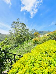 a bunch of green bushes on a hill with a sky at GREENISH INN (ROOMS) in Nanu Oya