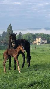 a horse and a baby horse standing in a field at Lieu dit La Chassagne in Saint-Hilaire-le-Château