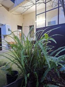 a group of plants sitting in a room at Sciara casa vacanze in Viagrande