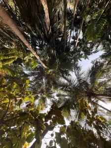 a view of palm trees from the ground at Silver Shark Boutique Villas in Ajgaon