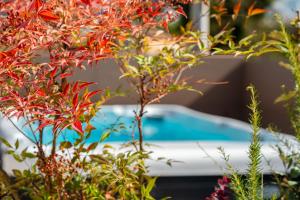 a bush with red flowers in front of a pool at House Hana 2415 in Vodnjan