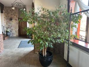 a plant in a large black pot in a hallway at Zajazd Bachus in Dąbrowa Górnicza