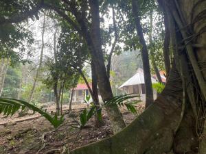 a group of trees with a house in the background at Centro ecoturistico Arco del Tiempo in Cintalapa de Figueroa