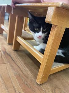 a black and white cat sitting under a wooden table at Follow Me designed B&B in Dongshan +47 photos