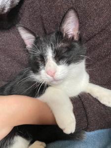 a black and white cat laying on a persons arm at Follow Me designed B&B in Dongshan