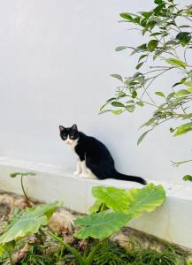 a black and white cat sitting on a wall at Follow Me designed B&B in Dongshan