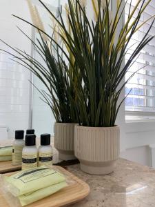 a table with two bottles of essential oils and a potted plant at Appartements Saint-Alexandre in Longueuil