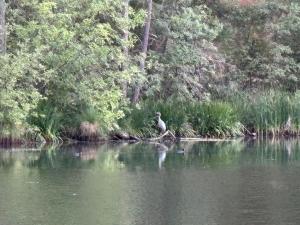 a bird sitting on a rock in the middle of a lake at Cedar Springs Retreats in North Fork