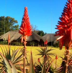 un grupo de flores rojas delante de un edificio en African Flair Country Lodge, en Piet Retief