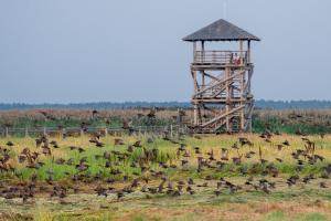 a flock of birds in a field with a tower at Lake View stay, stunning sunrises & free parking in Liepāja