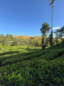 a field of tea plantations with a palm tree in the background at FroZen NeST in Vagamon