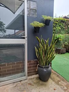 a plant in a pot next to a wall at Melrose Garden Cottages - Hibiscus Cottage in Durban