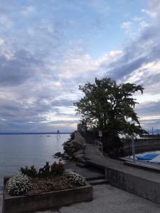 a view of a body of water with a tree at Ferienwohnung Engel in Romanshorn