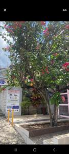 a tree with pink flowers in front of a building at Flat Luz in Guarabira