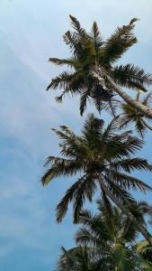 two palm trees with the sky in the background at Tim's Place Anjuna beach in Anjuna