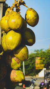 a bunch of bananas hanging from a pole at Tim's Place Anjuna beach in Anjuna