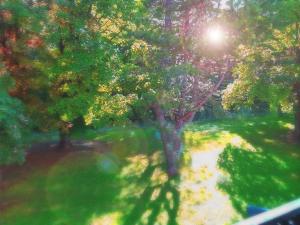 a view of a park with trees and a path at Geneva House M in Ferney-Voltaire