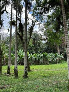 a group of palm trees in a grass field at Casa do Rio in Morretes +2 photos