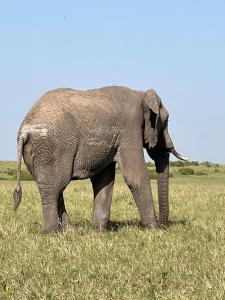 an elephant standing in a field of grass at leyianmaasaisafaris in Narok