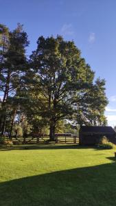 a large tree in the middle of a grass field at Brīvdienu Māja Martz in Engure +15 photos