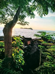 a tree standing next to a body of water at Le petit couin des voyageurs in Bouillante +14 photos