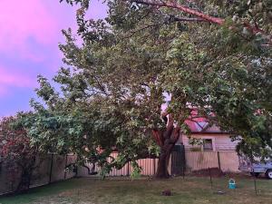 a tree in a yard in front of a fence at Guest House in East Devonport in Devonport