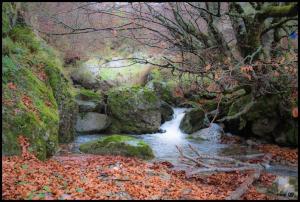 a small stream in a forest with rocks and trees at La Posada de Cucayo in Dobres