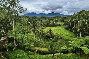 a garden with palm trees and mountains in the background at Four Mountains Villa Bedugul by AGATA in Bedugul