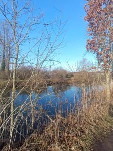 a pond in a field next to some trees at Le petit paradis de Véro in Nivelle +2 photos