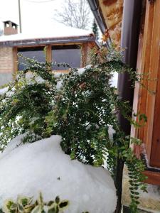 a plant in a pot covered in snow at Kuca za odmor ViP in Kremna